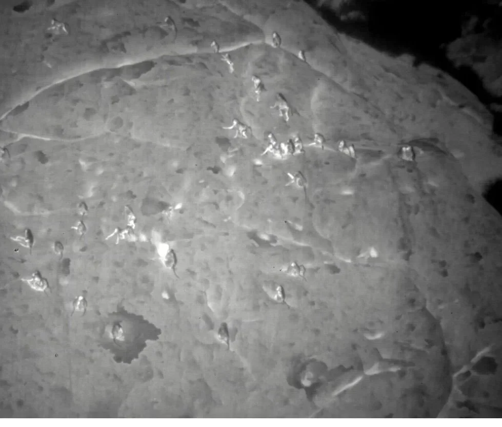 Sleep ecology using nocturnal videography