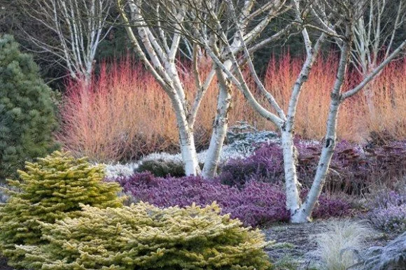 Gorgeous Winter Garden Views