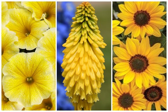 34 Sunny Flowers to Brighten Your Garden