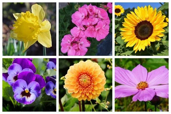 21 Easy Flowers for a Colorful Garden