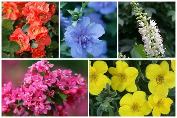 28 Flowering Shrubs for Year-Round Color