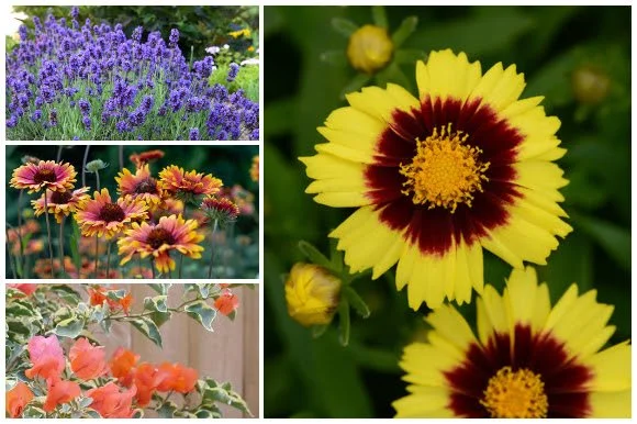 Beat the Heat with Bold Blooms