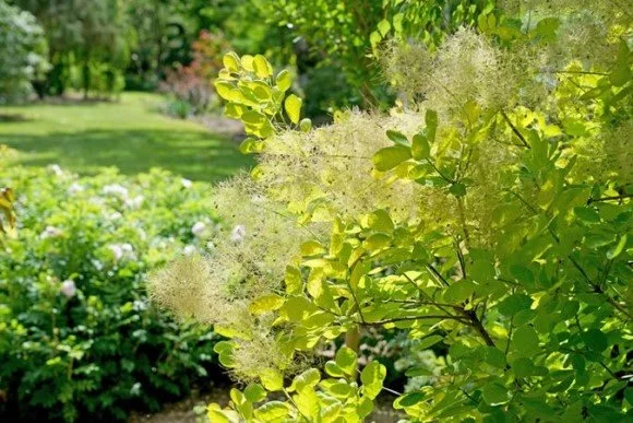 Low-Maintenance Plants + Smart Garden Ideas