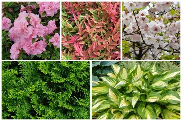 Serenity, Structure &amp; Style: Japanese Garden Ideas