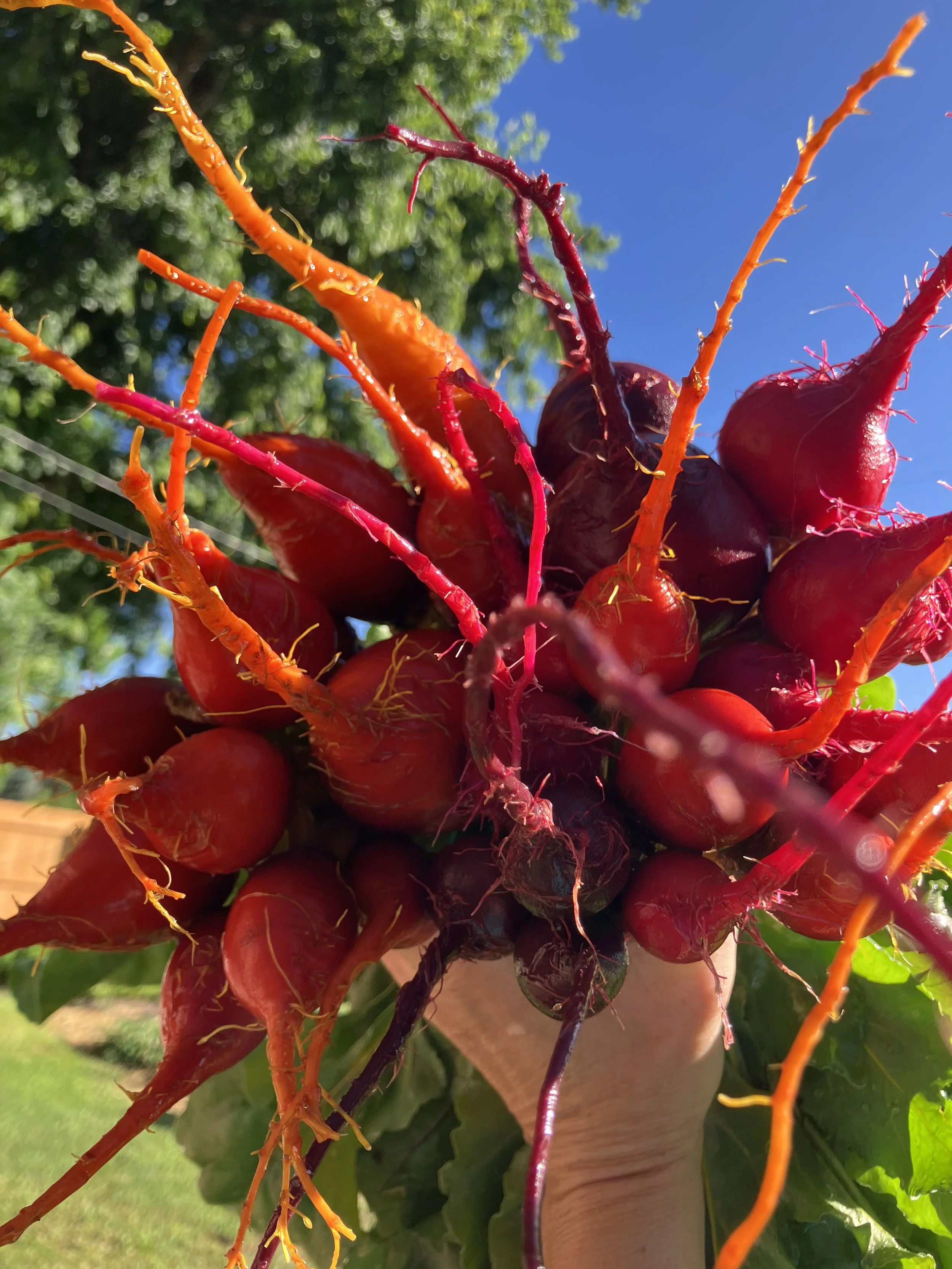 Weekly Vegetable Availability