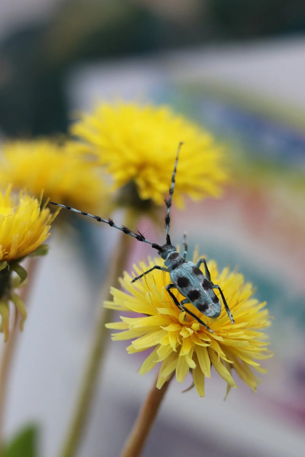 beetles-06.jpeg