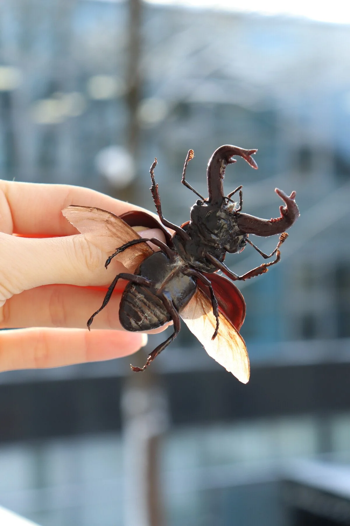 beetles-09.jpeg