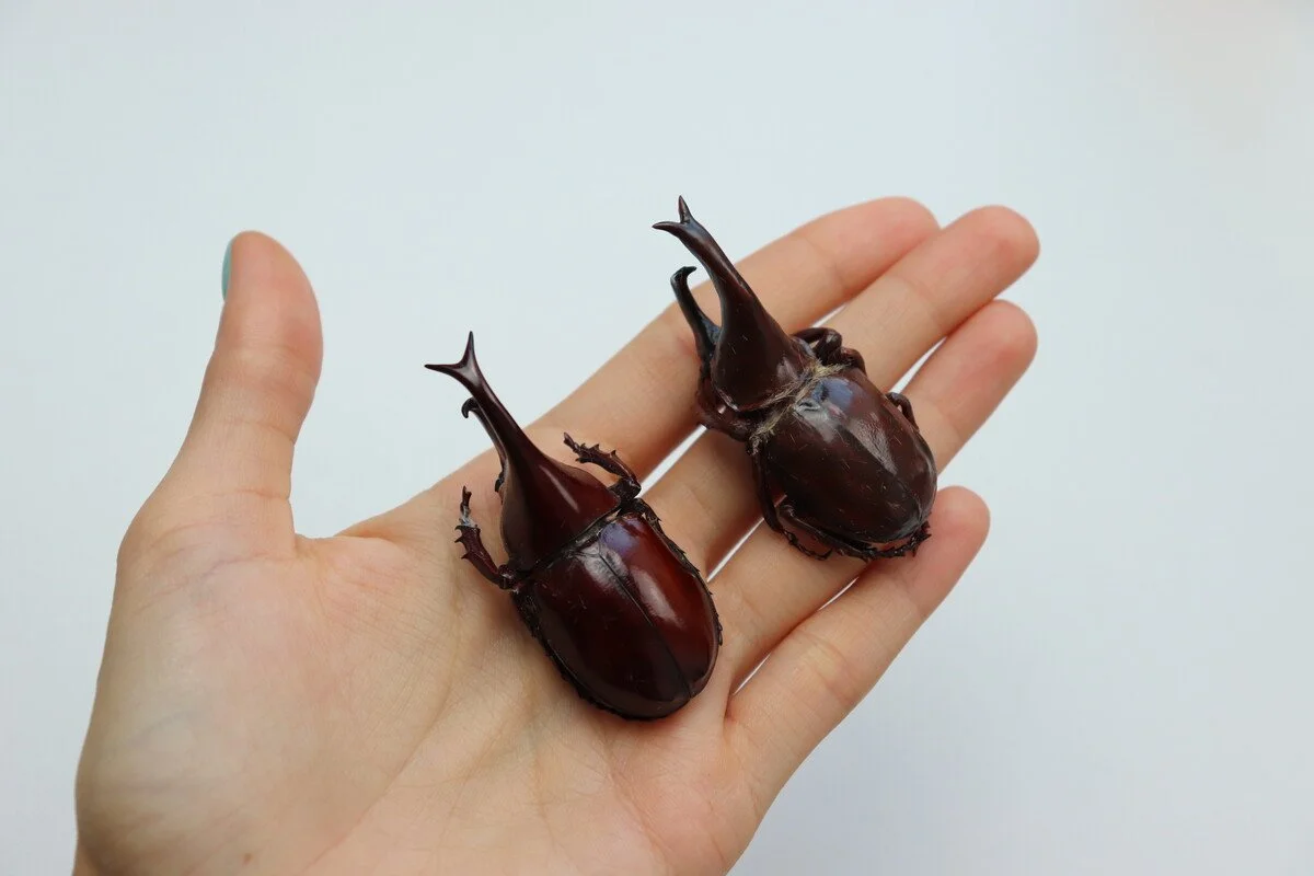 beetles-10.jpeg