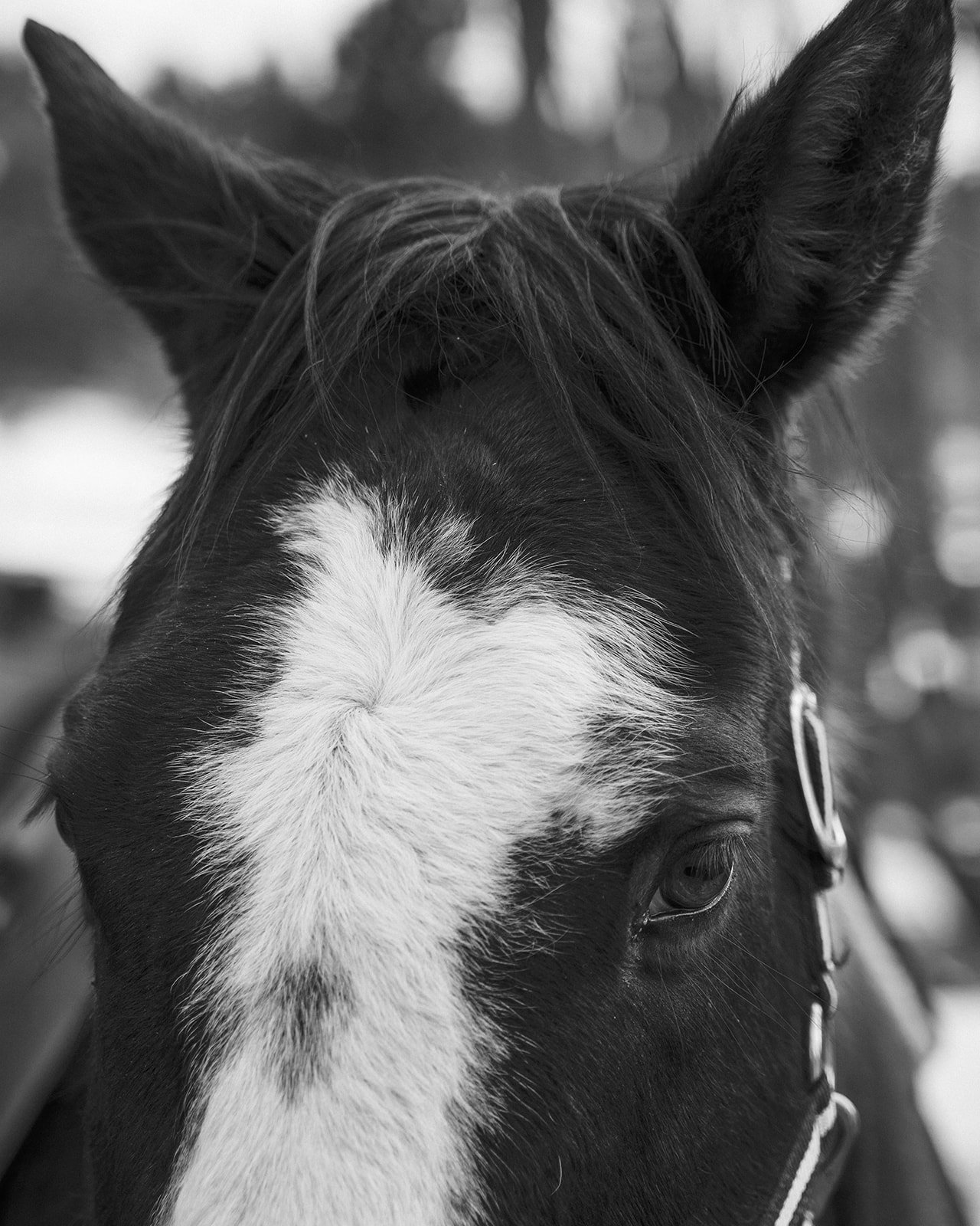 Close-up of a horse's face in black and white, showing eyes and ears with a bridle.