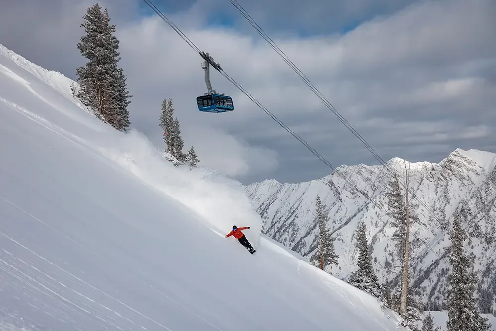 snowbird.webp