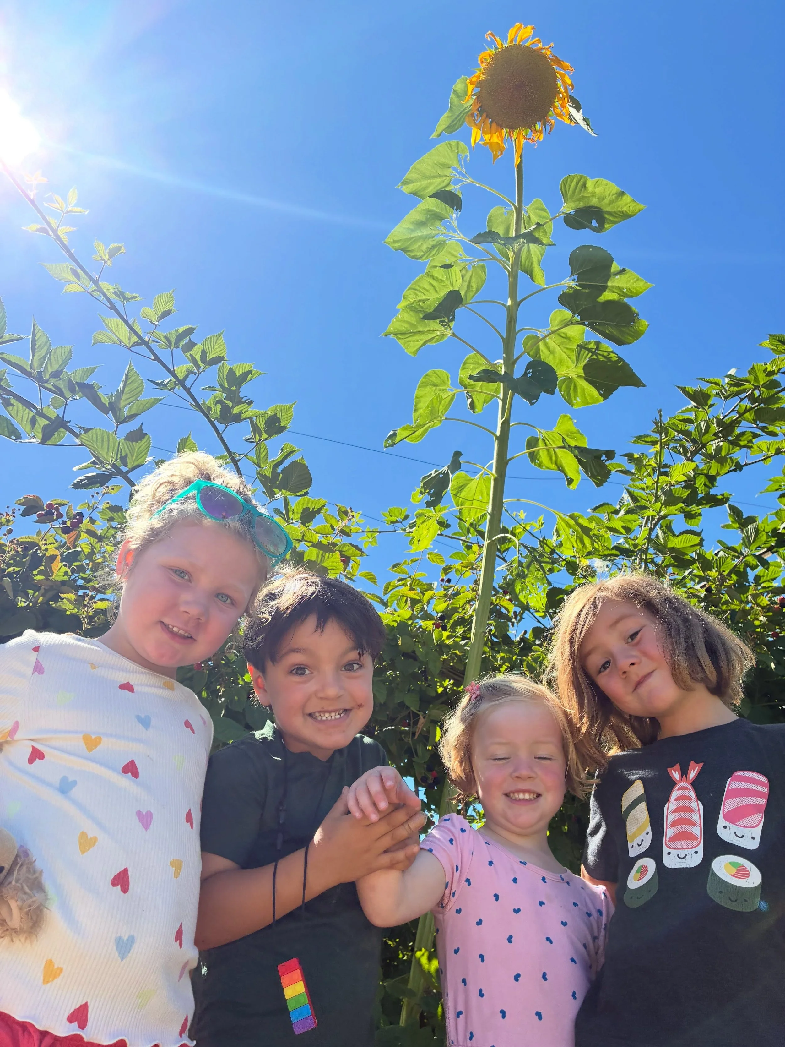 Sonoma Art School at Front Porch Farm in Healdsburg - summer camp fun on the farm continues until Aug. 14th for ages 2.5 - 5/6. Join us!&nbsp;&nbsp;Www.sonomaartschool.org