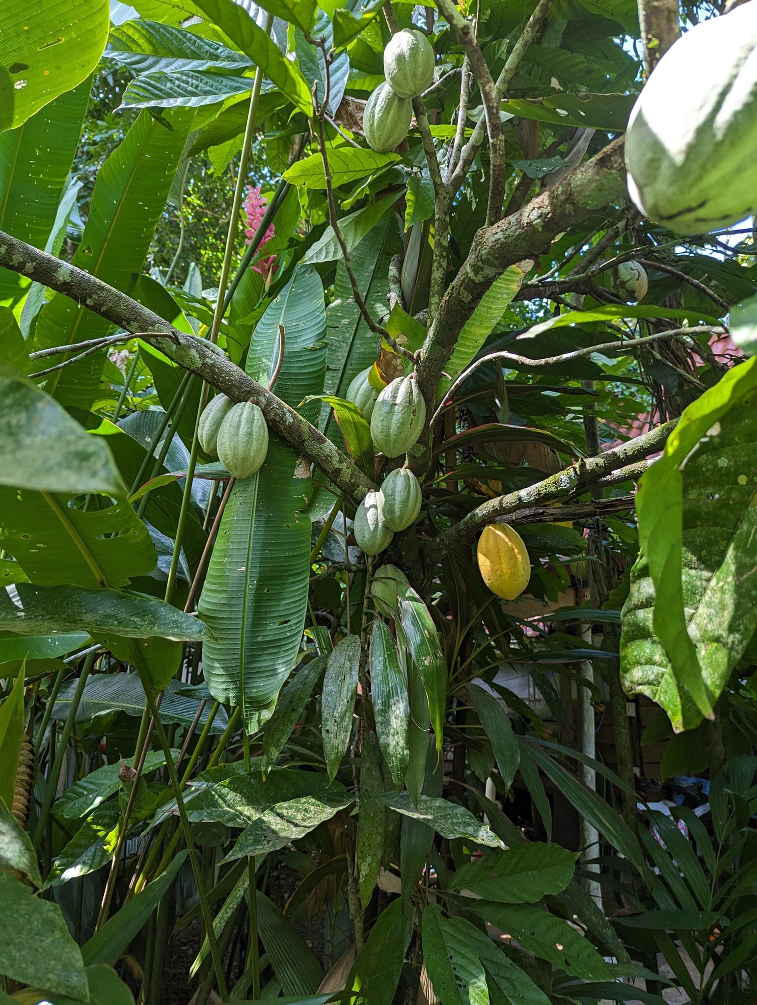 Have you ever wondered where chocolate comes from? If you are anything like me, you eat a lot of it. When I got here, I had no idea how much went into harvesting and processing it as it goes from its organic raw state into the hyper processed candy t