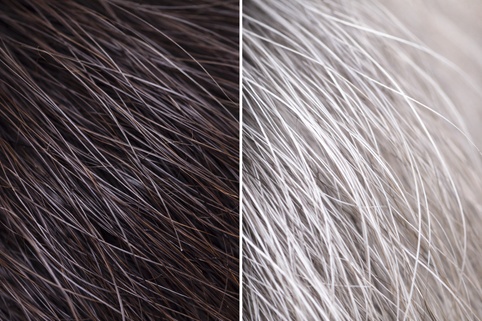 Understanding Gray Hair: What It Is, Why It Happens, and Your Real Options