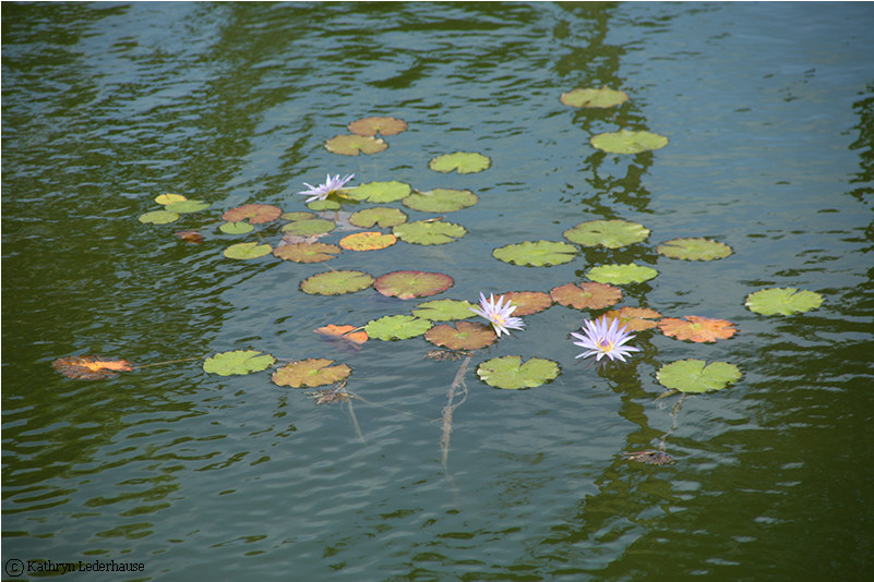 Lily Pads.png