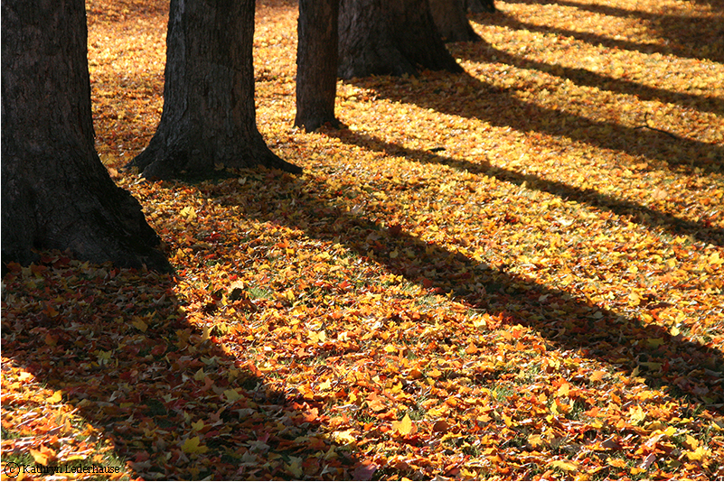 Fall Shadows.png