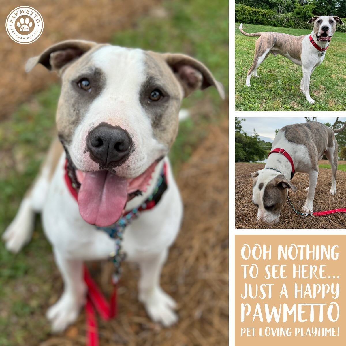 Ooh, nothing to see here... just another happy Pawmetto pet enjoying his drop-in playtime! πΎ
.
.
.
#BlufftonPetSitter #BlufftonPets #BlufftonDogSitter #BlufftonDogWalker #BlufftonDogWalking #BlufftonDogDaycare #BlufftonDogs #DogsOfBluffton #DogsOfBl