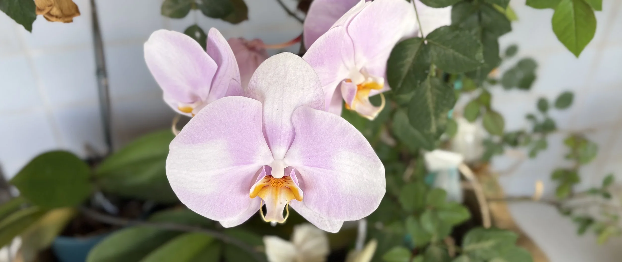 On being alive, alive, alive