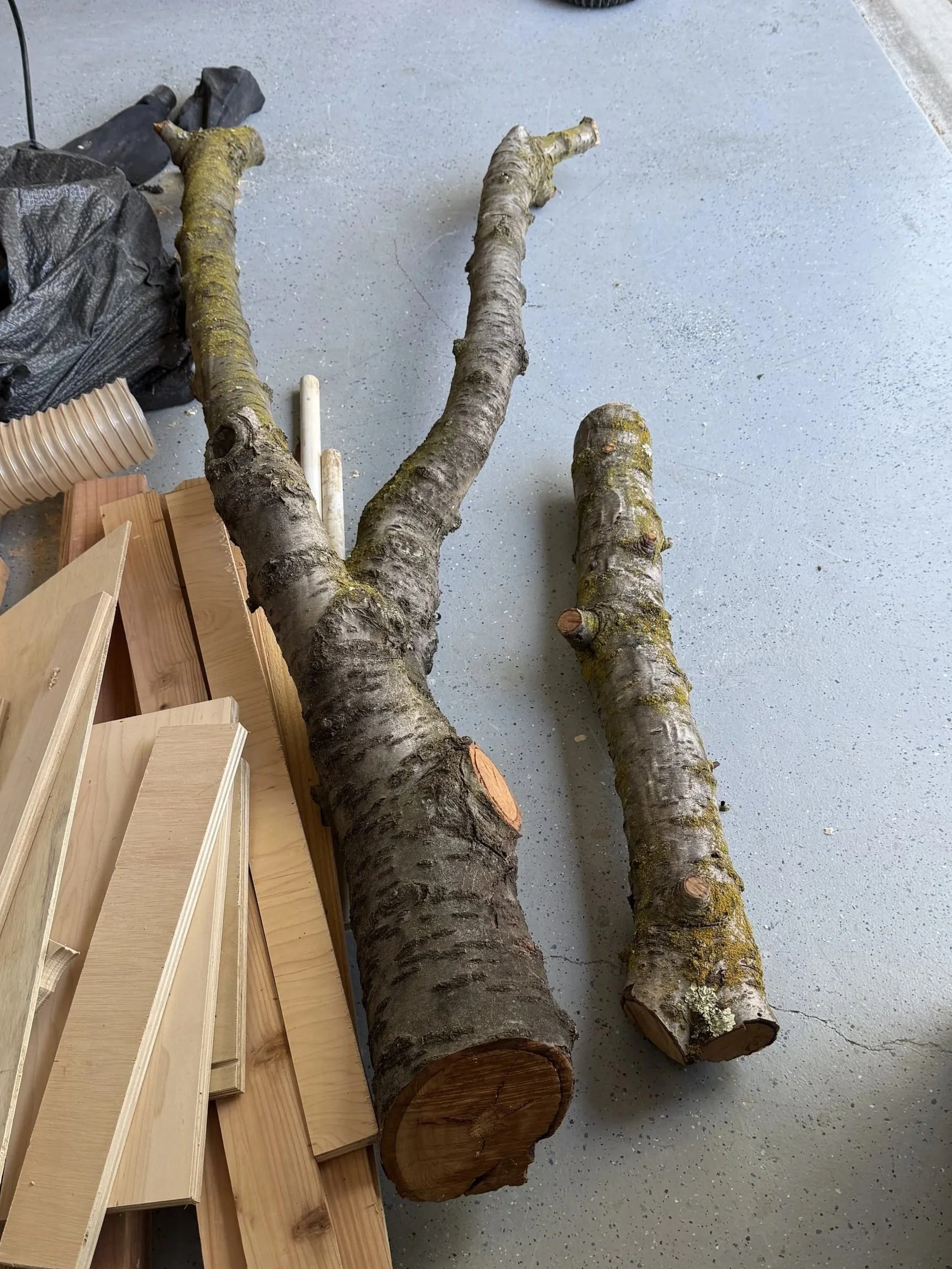 The branches I was given.