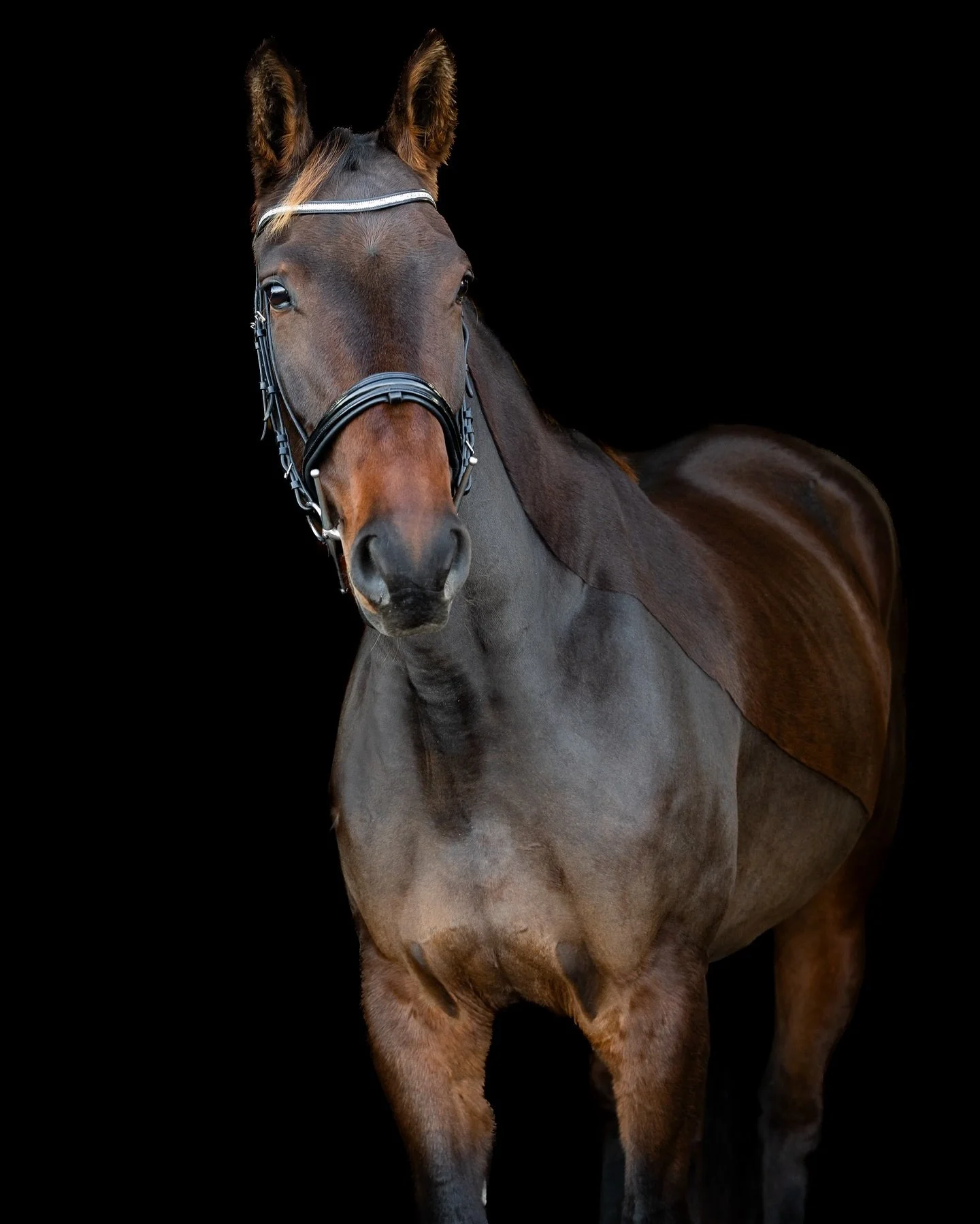 I had a lovely shoot at Coneyhatch Equestrian a couple of weeks ago. We took some black background shots which I always love to edit. These are a great way to capture your horse in a classic portrait style. 

If you are looking for a group or yard sh
