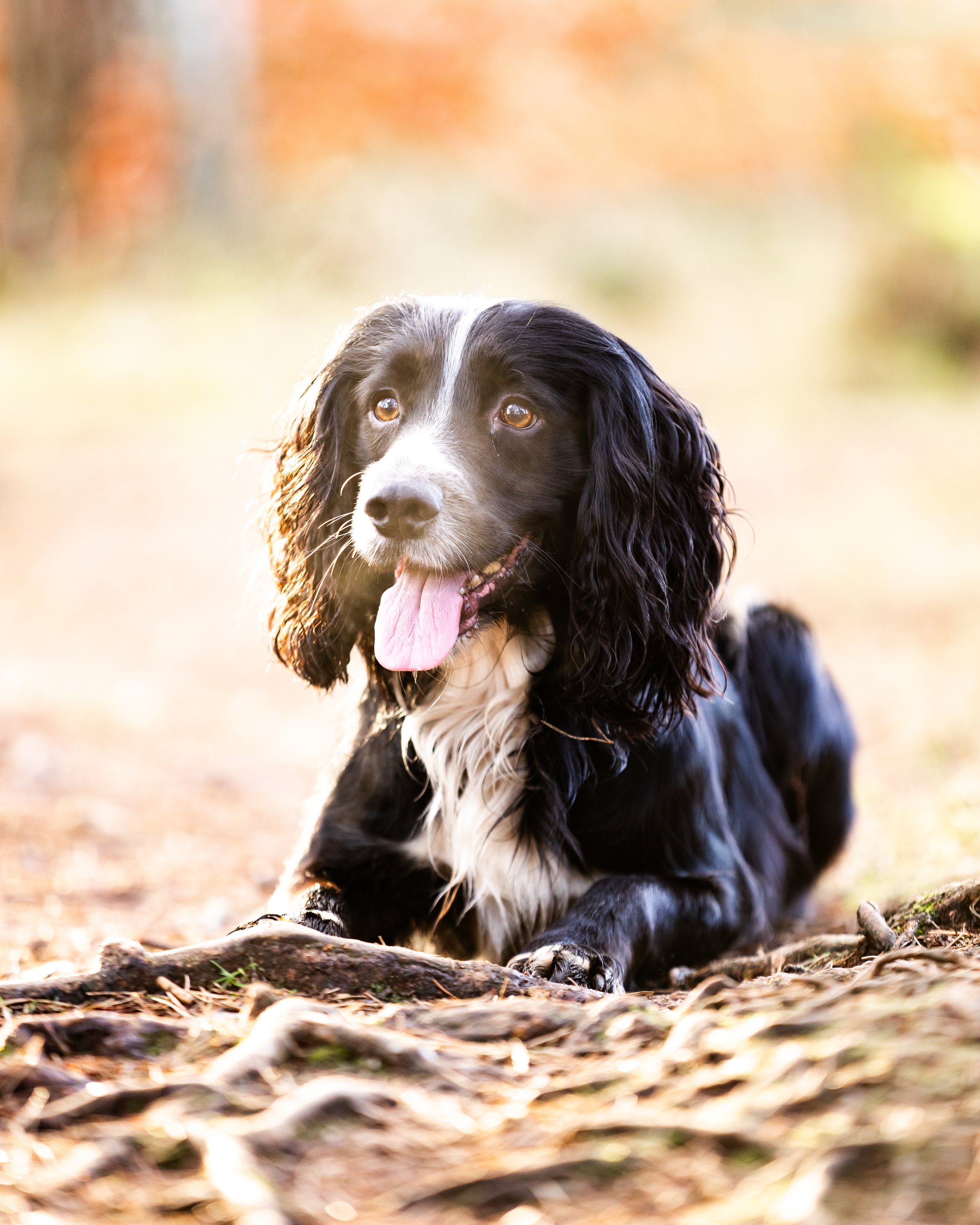 Dog Photographer Aberdeen
Dog Photographer Aberdeenshire
Dog Photographer Scotland