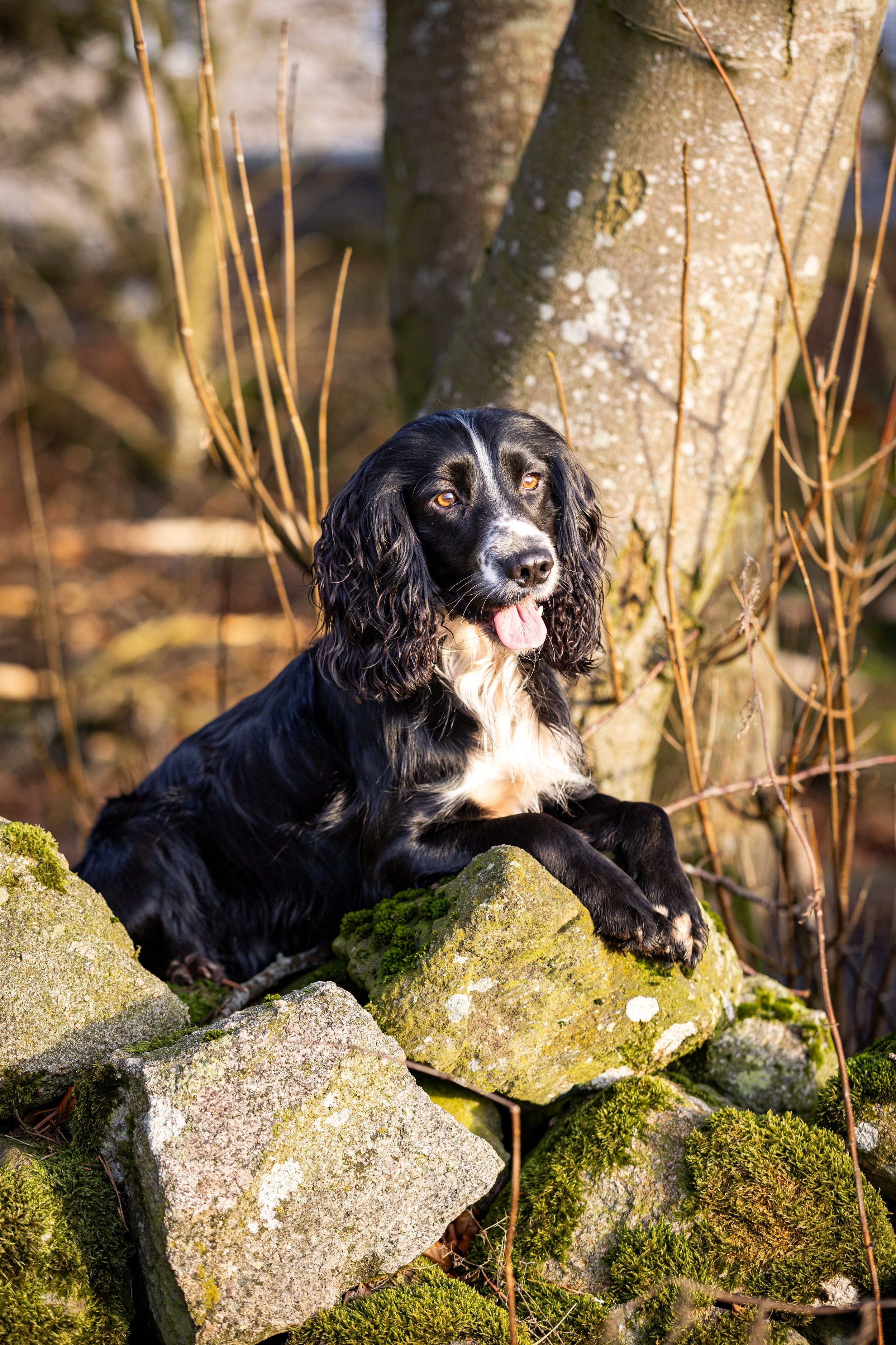 Dog Photographer Aberdeen
Dog Photographer Aberdeenshire
Dog Photographer Scotland