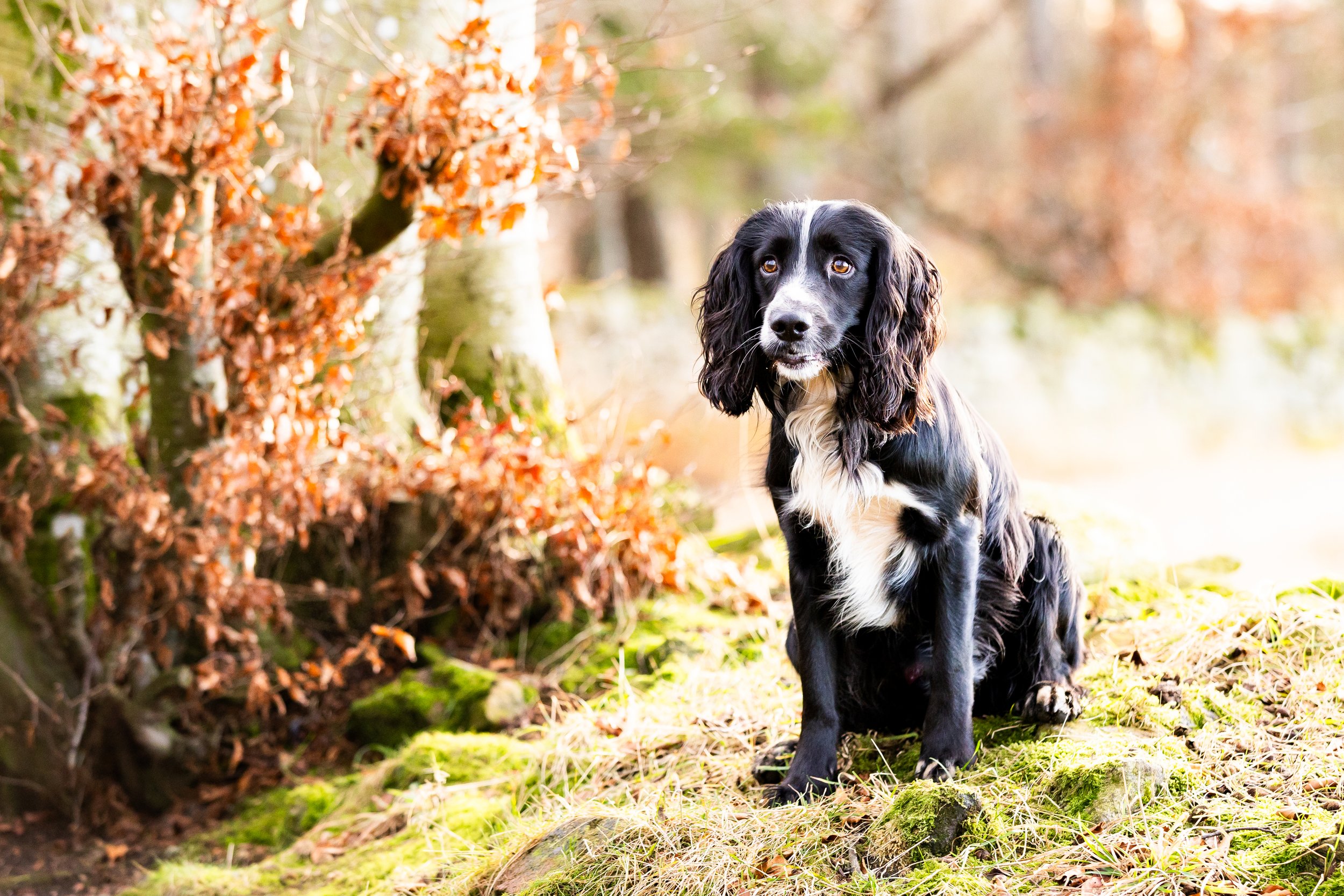 Dog Photographer Aberdeen
Dog Photographer Aberdeenshire
Dog Photographer Scotland