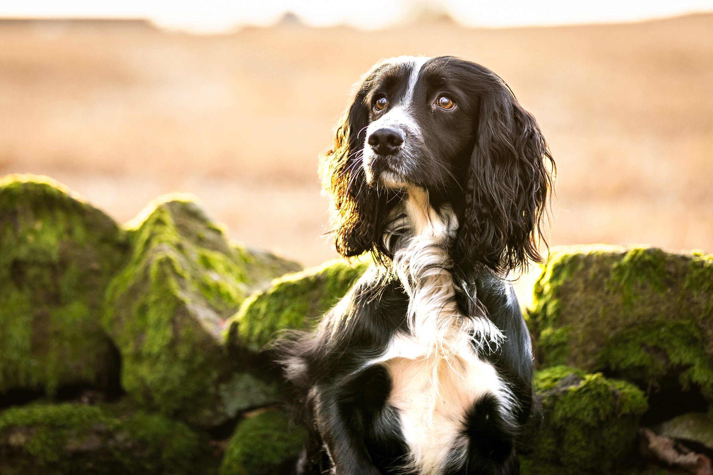 Dog Photographer Aberdeen
Dog Photographer Aberdeenshire
Dog Photographer Scotland