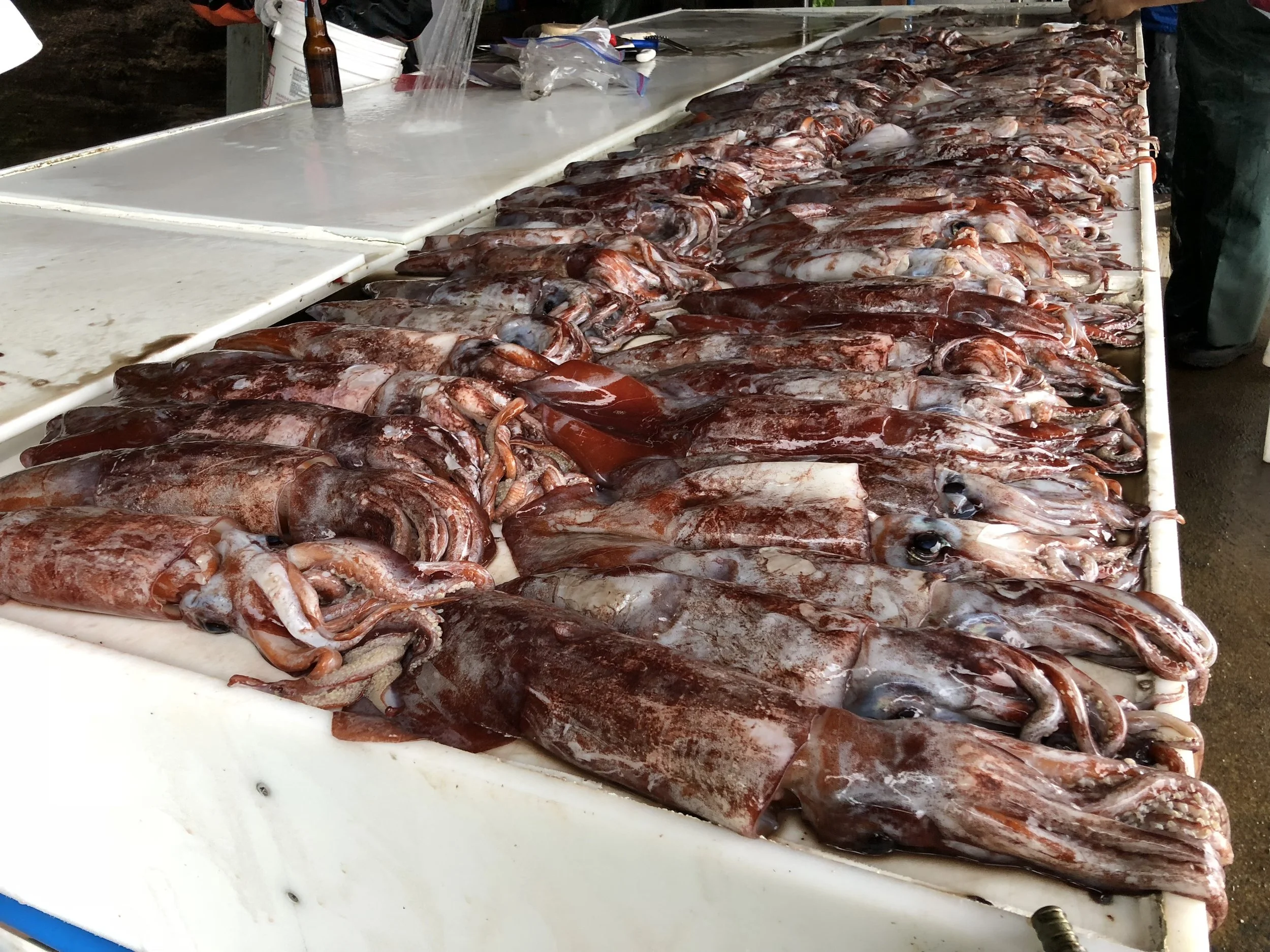 Juneau Douglas Fish and Game Advisory Committee Considers New Squid Fishery for Southeast Alaska Last evening the Alaska Department of Fish and Game, Juneau Douglas Advisory Committee, representing commercial, sport (charter and personal use), and