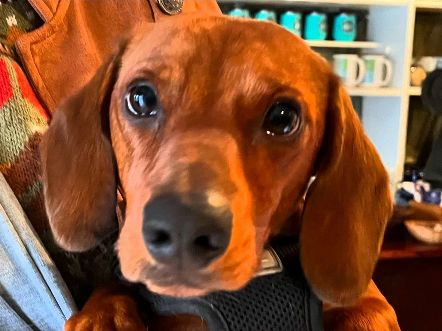 Oscar says, &ldquo;don&rsquo;t miss The Smiling Cow&rsquo;s
ANNUAL HALF PRICE SALE&rdquo;!!

The sale begins this Saturday, October 19th. Doors open at 6:00am!
 
When asked how he knew about the sale, having only recently moved to Camden, he replied,