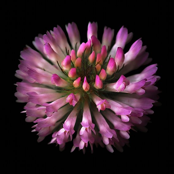Sales_Red Clover.jpg