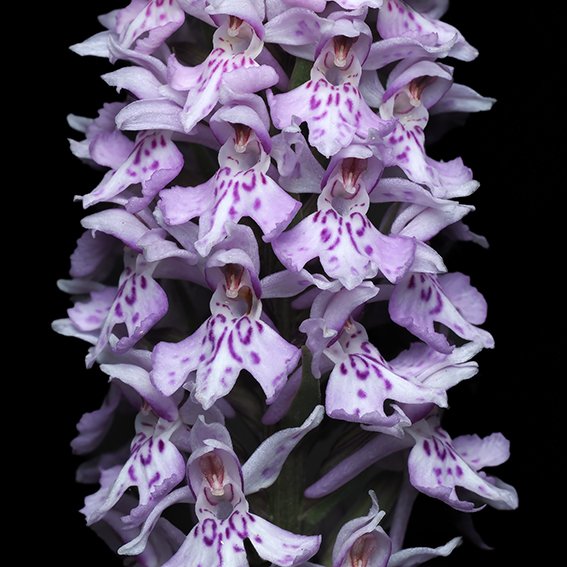 Common Spotted Orchid (Dactylorhiza fuchsii).jpg