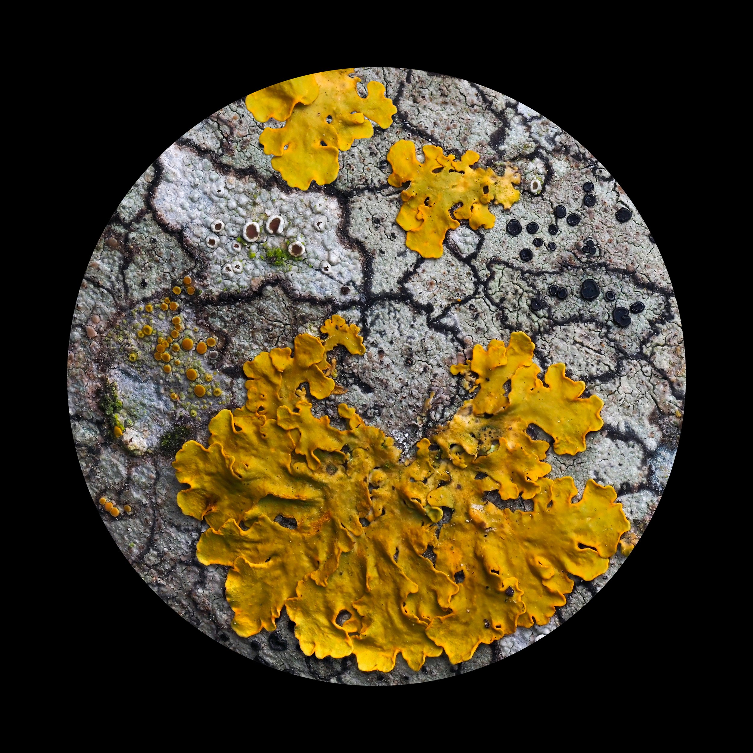 Lichen 2.jpg
