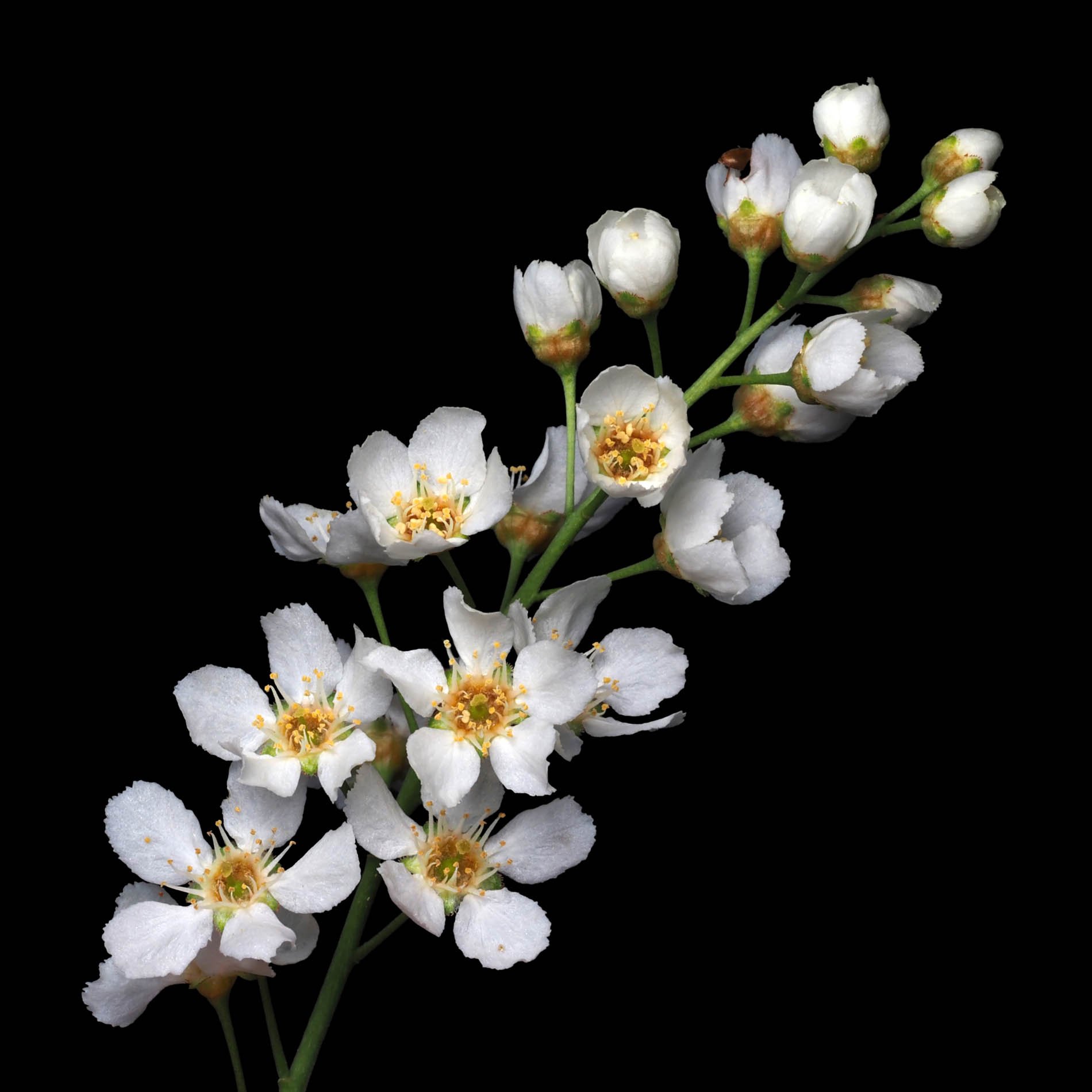 Bird Cherry (Prunus padus).jpg