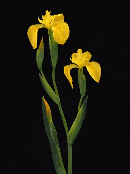 yellow+iris.jpg