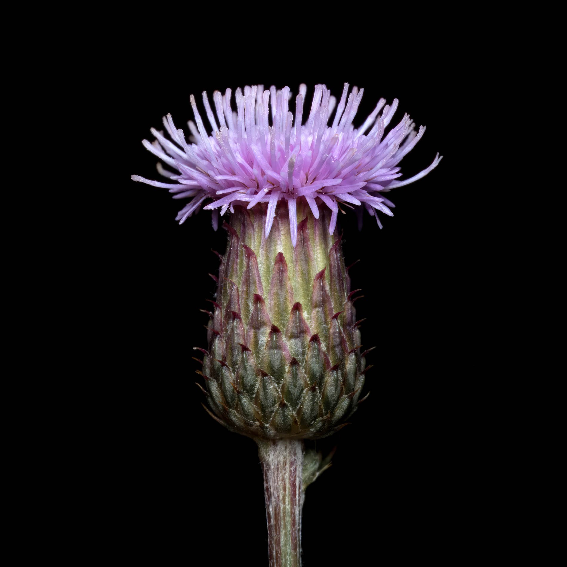 Creeping Thistle Final (Cirsium arvense).jpg