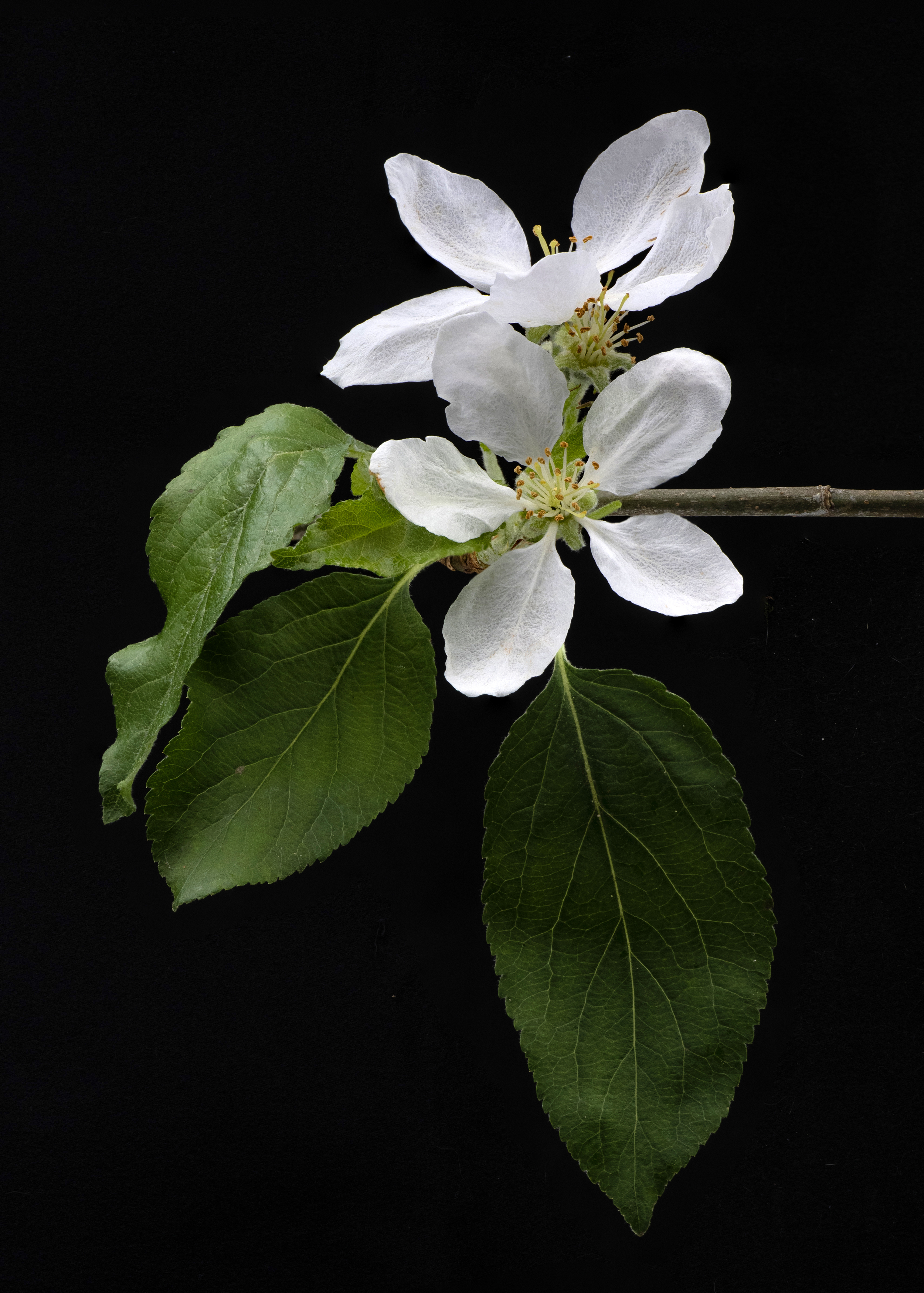 apple blossom.png