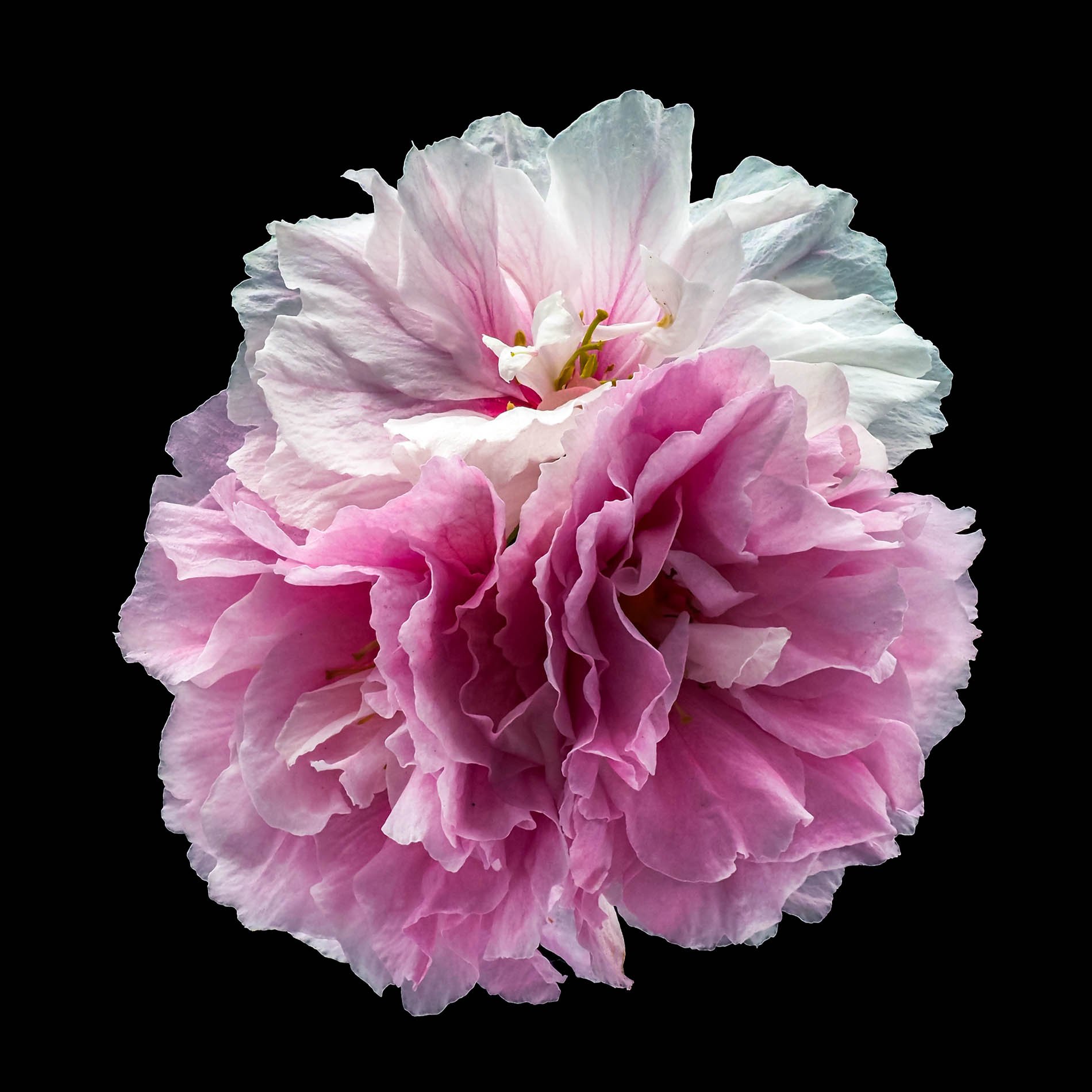 3 cherry blossoms.jpg