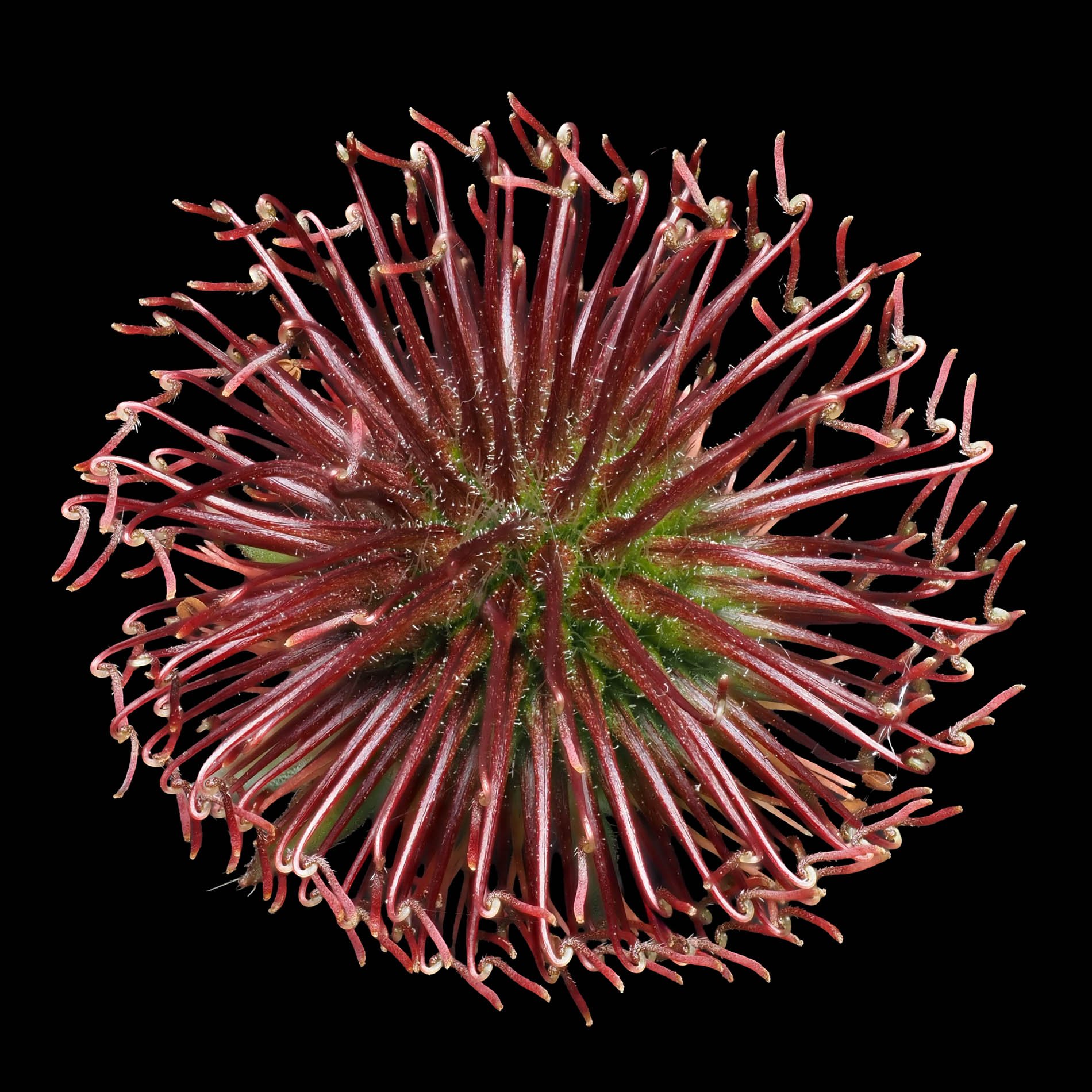wood aven seed.jpg