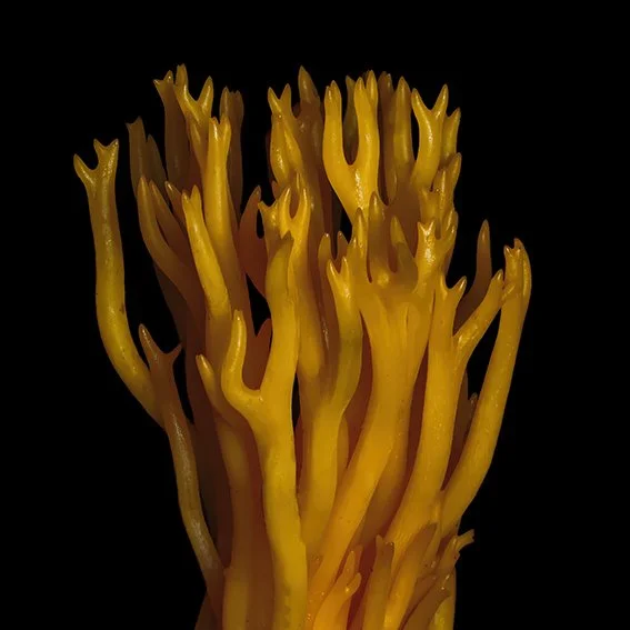 Yellow Staghorn.jpg