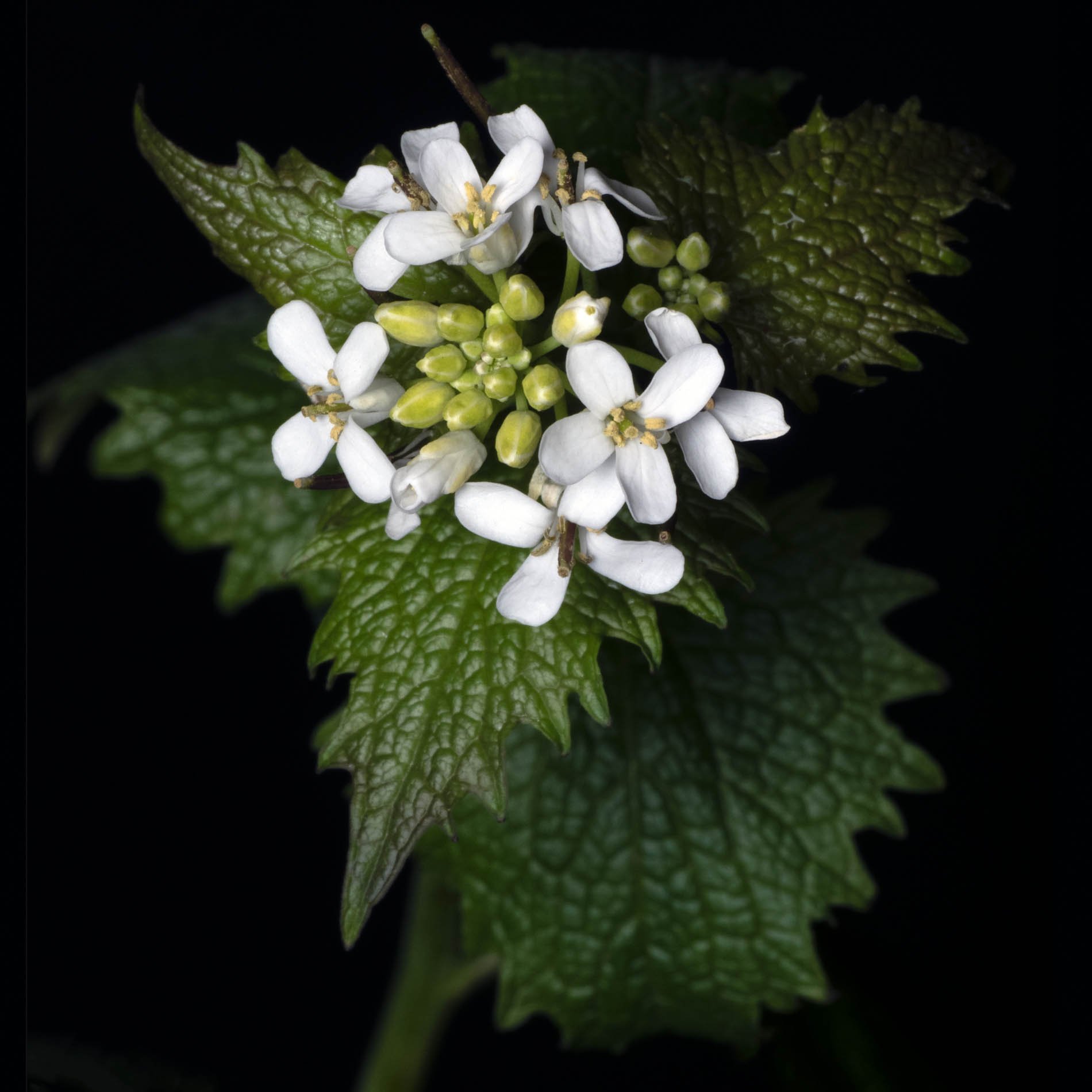 Garlic Mustard.jpg