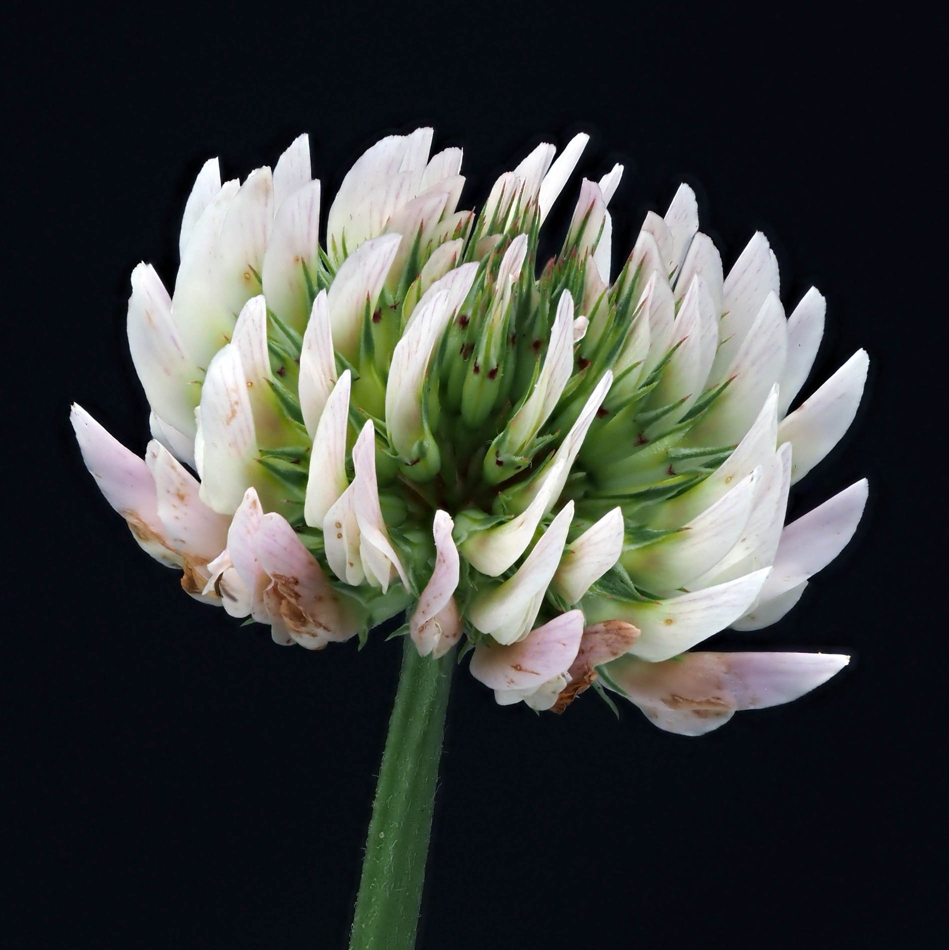 white clover.jpg