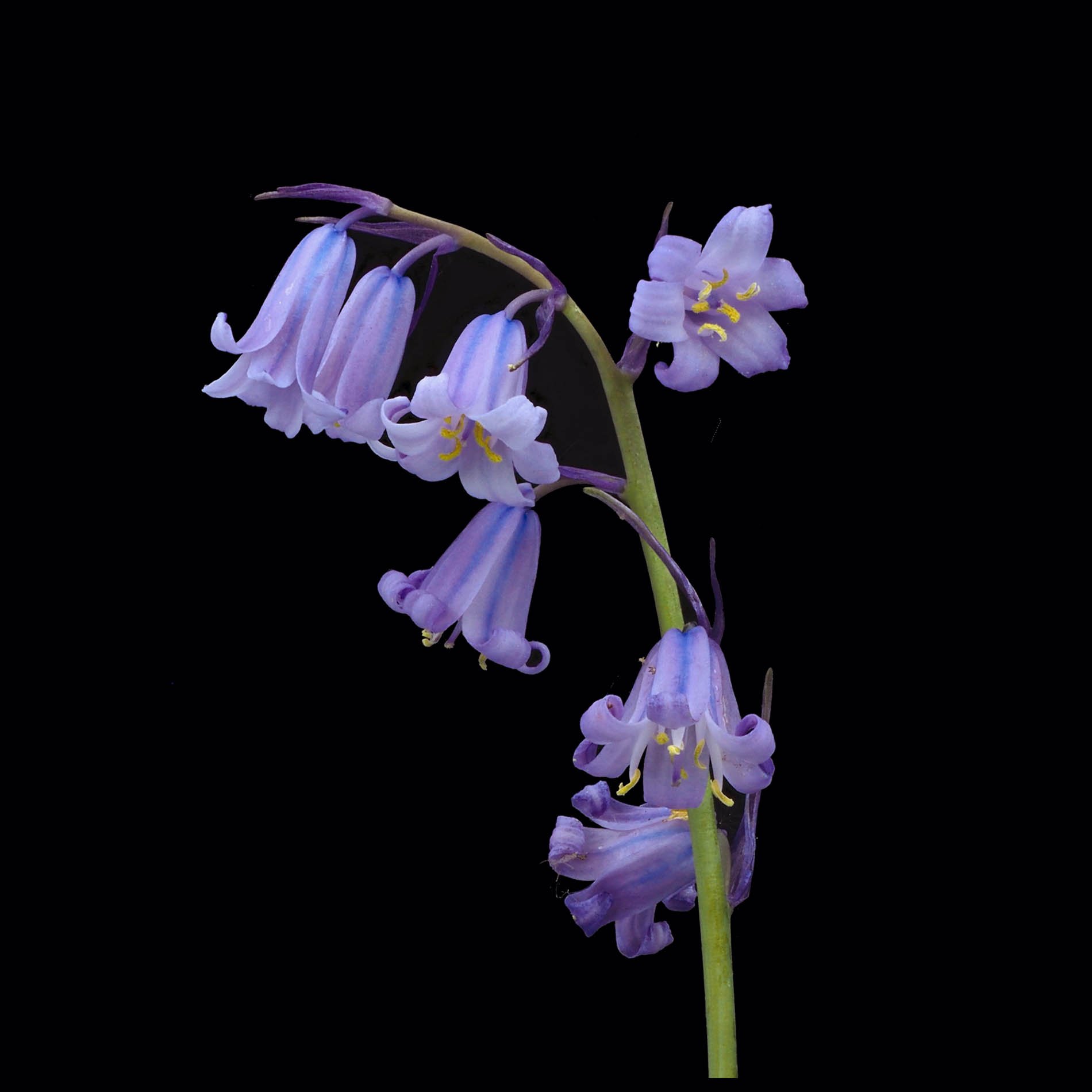 bluebells_square.jpg