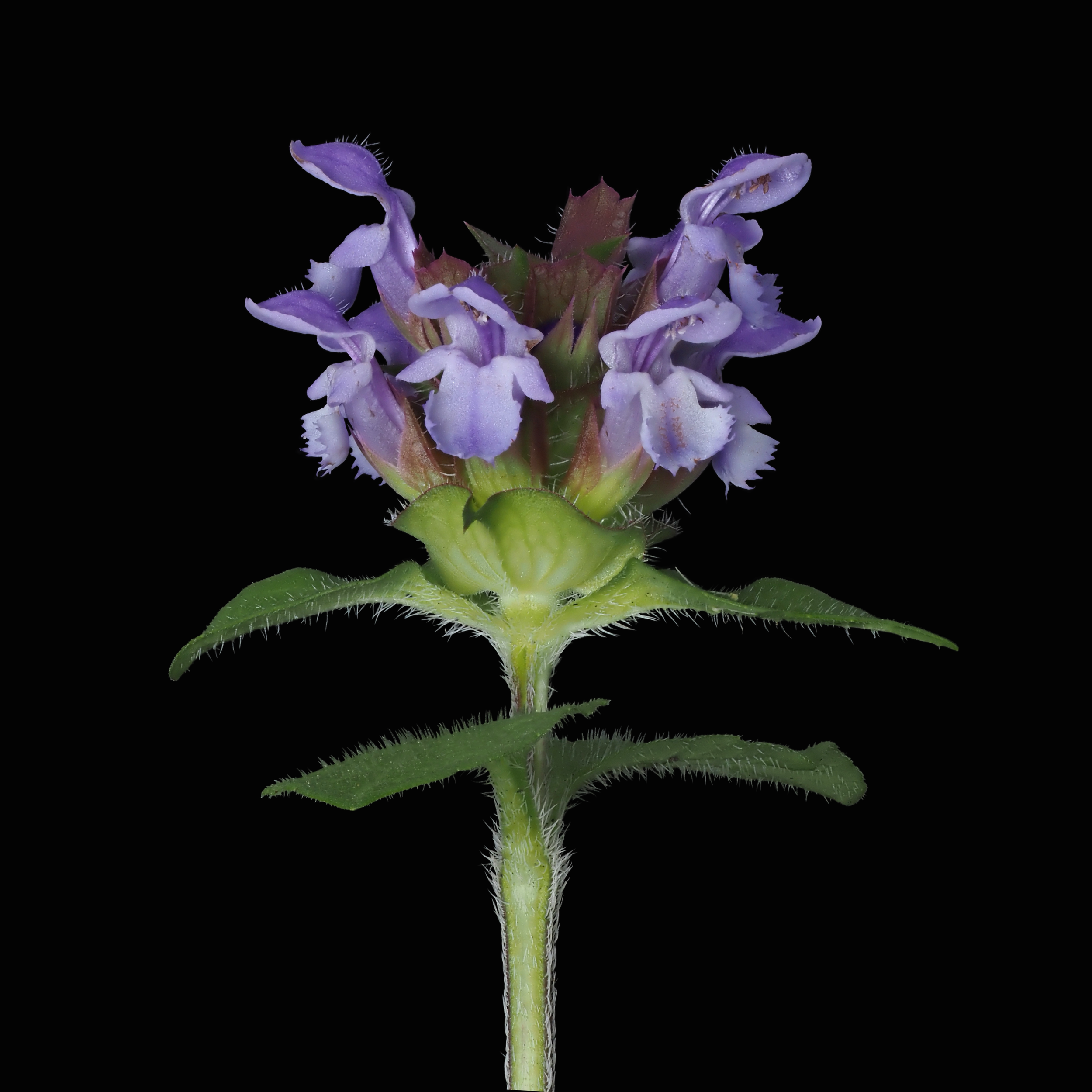 Selfheal (Prunella vulgaris)