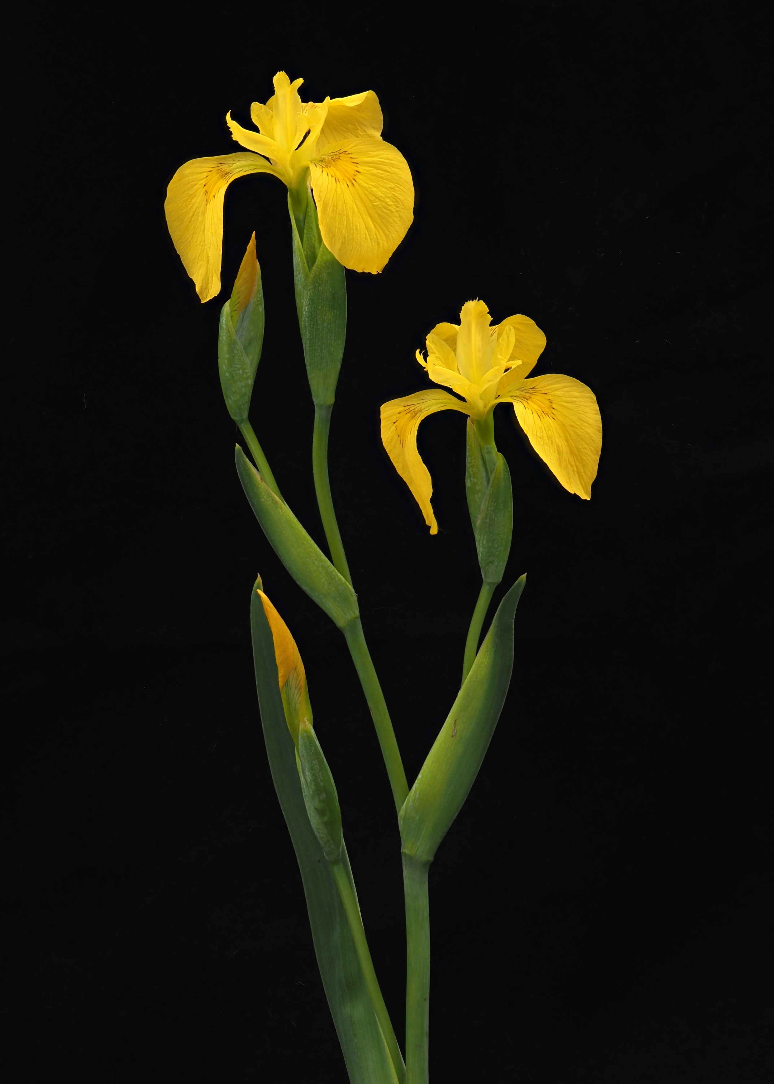 Yellow Iris.png