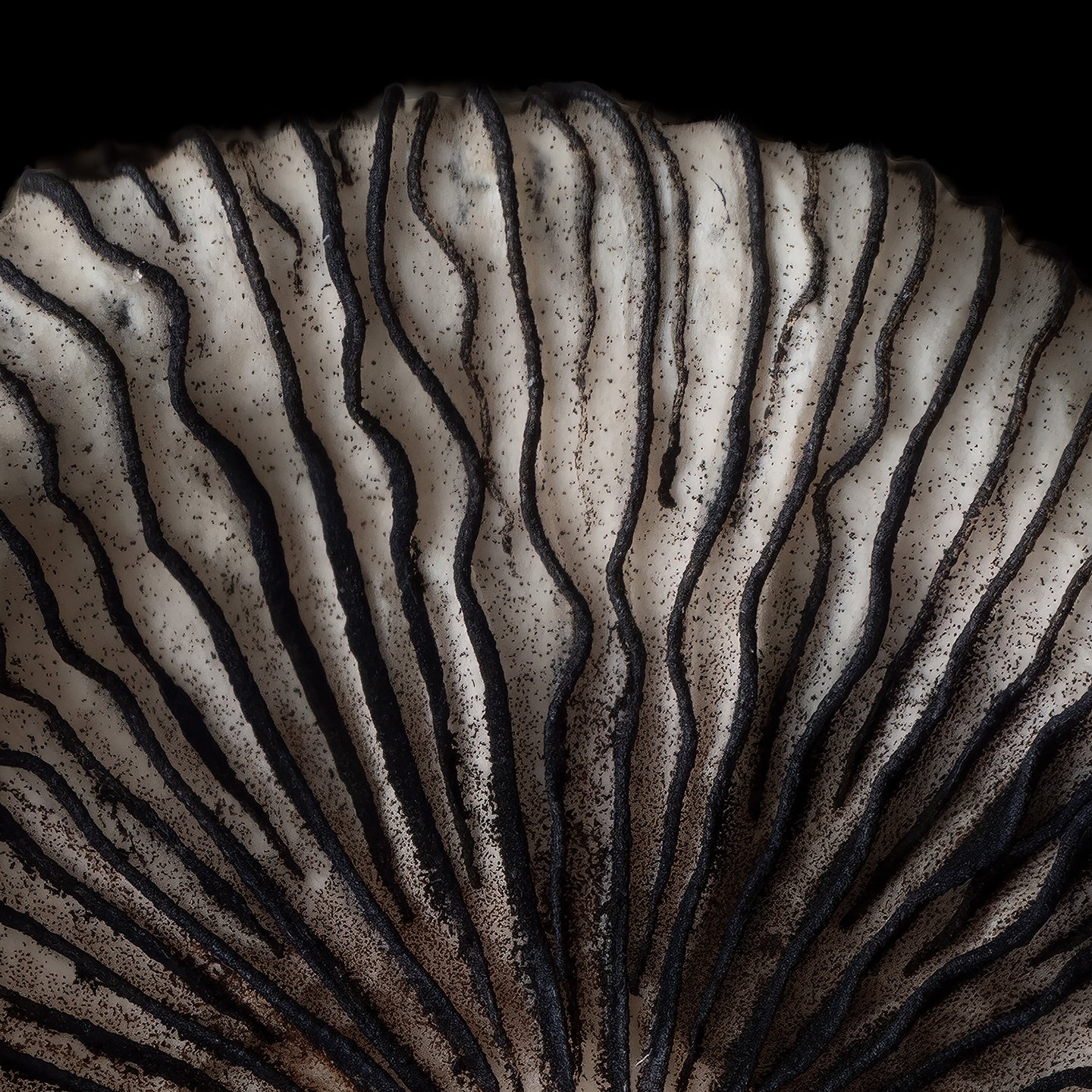 snowy ink cap .jpg