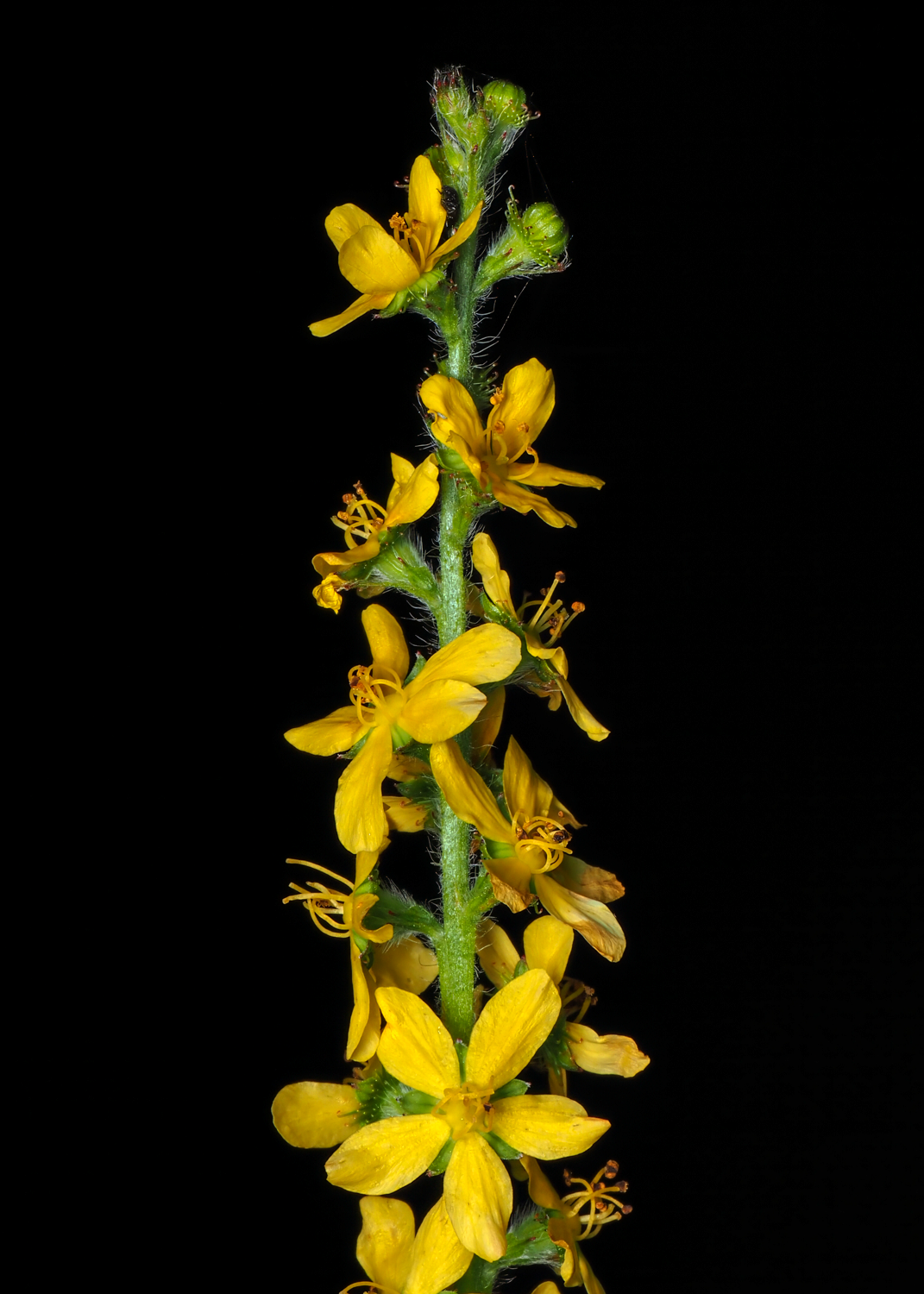 Fragrant Agrimony (Agrimonia procera).png