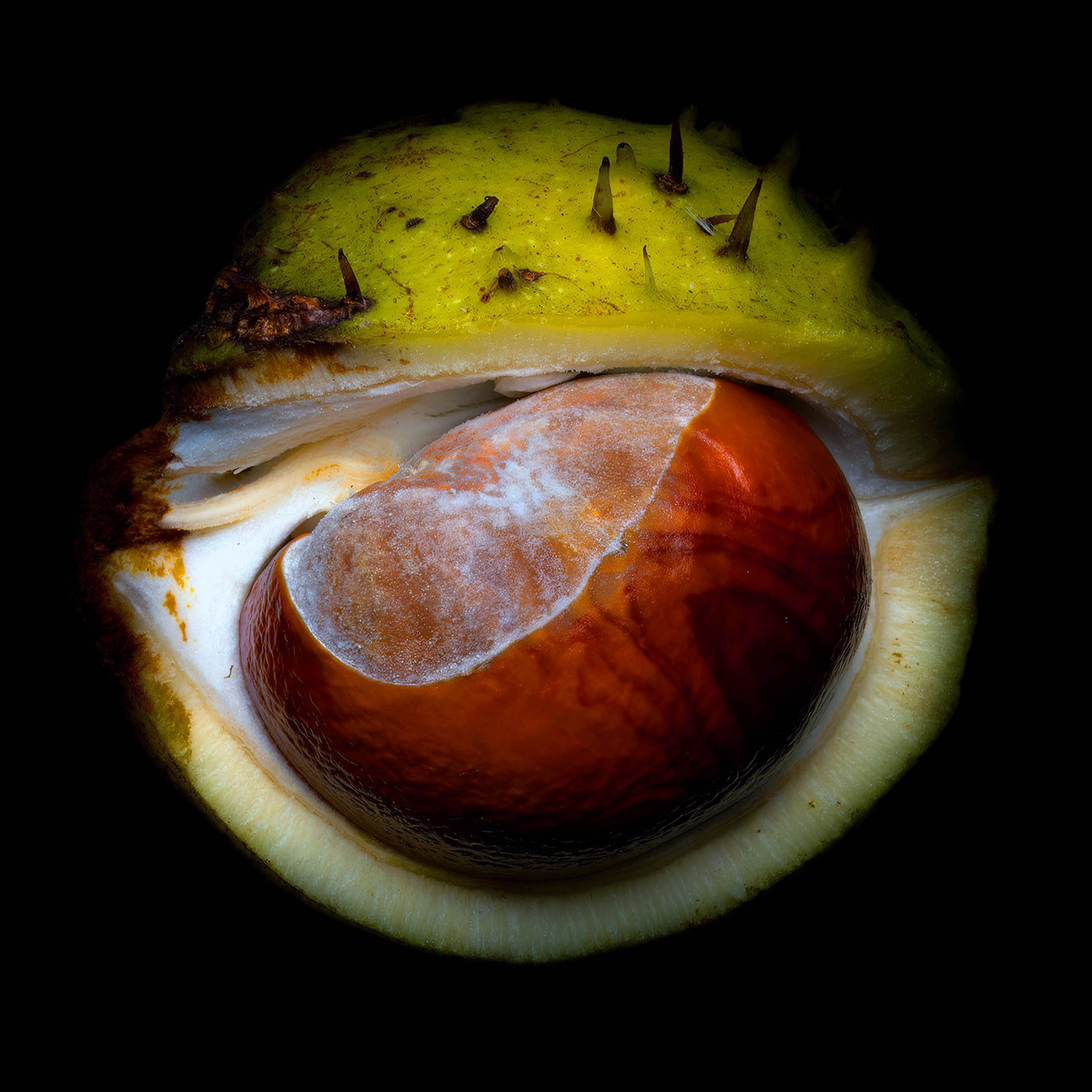 LowesKerry_Seeds_Horsechestnut.jpg