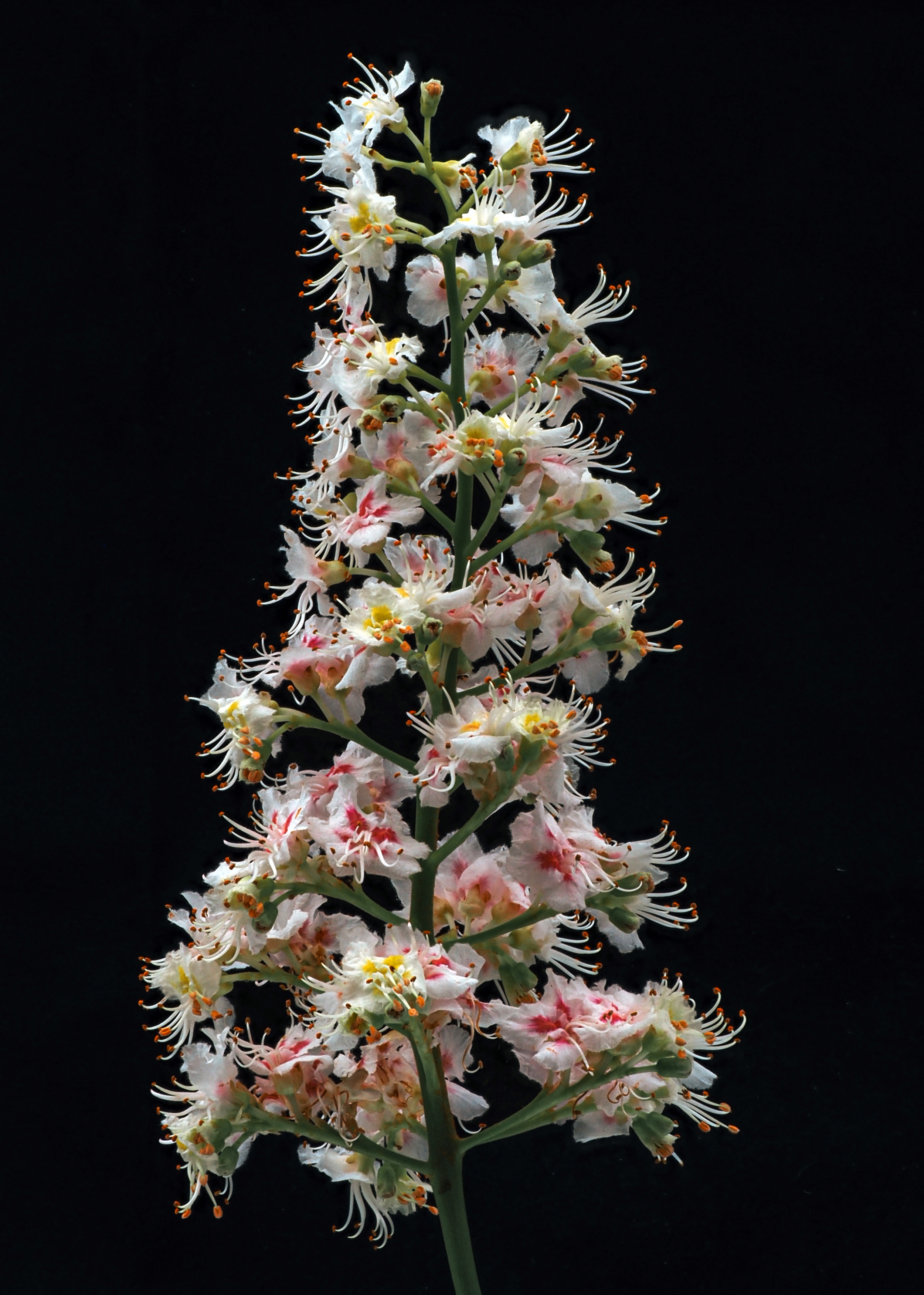 horse chestnut blossom-2.png