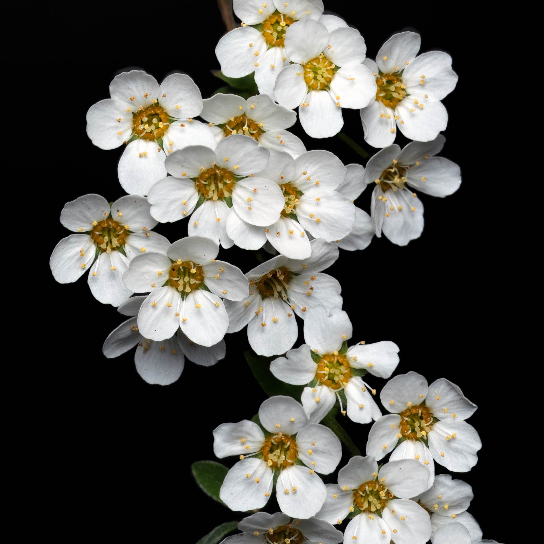 Baby's breath spiraea.jpg