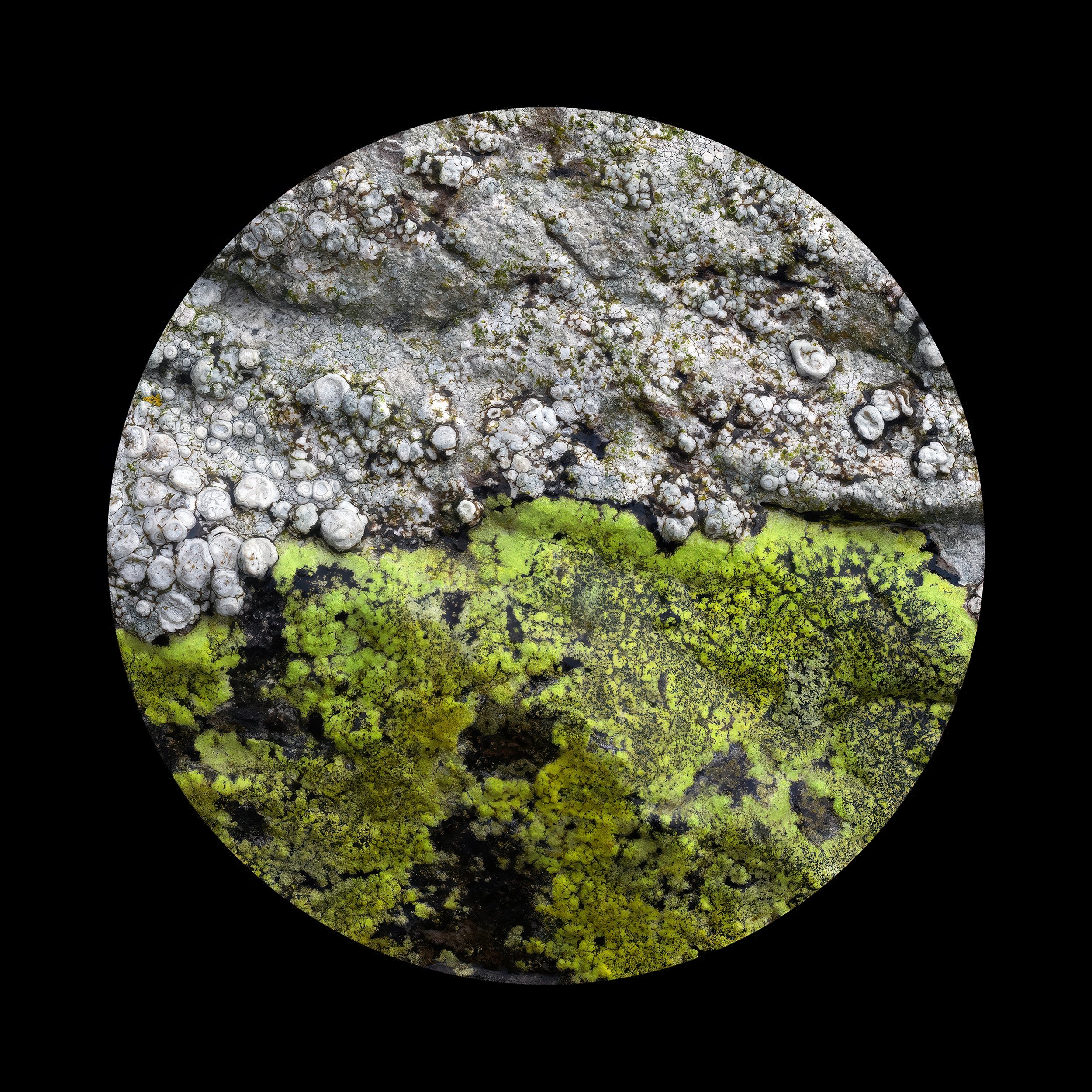 Lichen 1.jpg